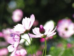 2016年秋　昭和記念公園コスモスオフ会　 ☆花言葉は乙女の真心☆