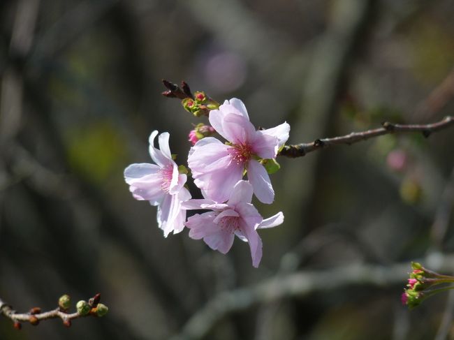 前回（9/23）つつじが岡第二公園へ彼岸花を見行ったときに、サクラが数輪咲いていました。１０月ザクラは１０月に咲く、と聞いたので、もっと咲いてるのではないかと思い、再訪しました。<br /><br />１０月ザクラの木は思ったよりも沢山あり、前回よりは沢山の花が咲いていました。木全体が花で覆われてはいないので、春の桜の様な姿ではありませんでした。