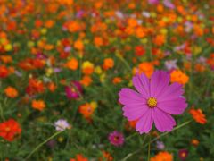 万博記念公園コスモスフェスタ 　満開のコスモスが大変綺麗でした。　【大阪　吹田市　万博公園】