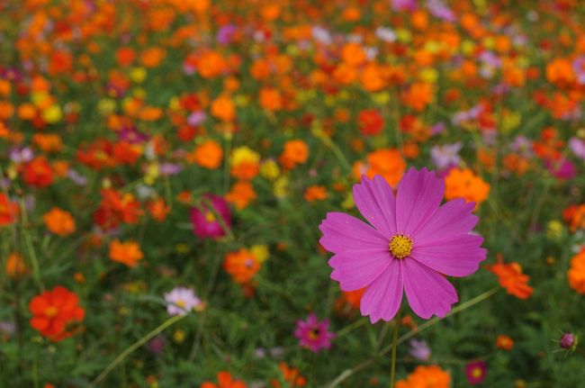 涼しい風が吹き抜ける花の丘で、30万本のコスモスが丘一面に広がります。万博記念公園のコスモスはセンセーションとシーシェルをはじめとする8種類。センセーションは大輪のコスモスで、シーシェルは花びらが筒状になっているのが特徴です。<br /> 秋のすがすがしい空の下、濃紅色やピンク、白の可憐な花が丘一面に揺れる様子が大変綺麗でした。