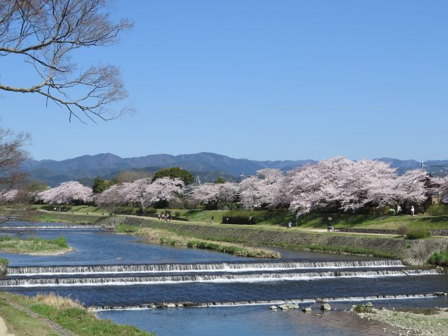  この投稿記がもしかしたら最後になるかも知れません？<br /><br />　最後に京都の　桜　さくら　サクラ<br /><br />　もう一度、この目で見たかった・・・・・・・・・・・<br /><br />　日帰りばかりの旅行記でしたけれど、読んで下さって　だんだん<br /><br /><br /><br />　表紙　　　　　　　　　　　　　　　　　　　　　　　　　　　賀茂川河川敷・桜並木<br />