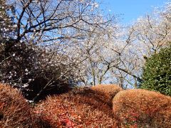 桜山登山と観桜