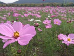 岡山☆笠岡ベイファームのコスモス