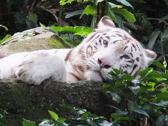 2016/10/15～17 シンガポールのみっつのサファリとセントーサ島へ（前編）　シンガポール動物園とリバーサファリ編