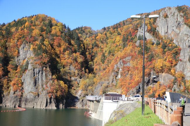 札幌のホテルを基地にして、年寄り3人組、札幌周辺をレンタカーで巡る3泊4日の旅です。<br />表紙の写真は、豊平峡ダムの紅葉です。<br />1日目は、羽田から新千歳空港へ行って、レンタカーを借りて、札幌まで行くだけでした。泊まったホテルは、アパホテル札幌でした。狸小路までは徒歩5分、すすきのまでは徒歩10分、大通公園までは徒歩10分という場所にあります。夜は早速、すすきのに出かけて、前にも来た「磯金」（予約済み）で、北海道の幸を堪能しました。<br />2日目は、天候が少し悪そうなので、予定を変更して積丹に行くことにしました。まず、場外市場で縞ホッケを買ってから（最終日でもよかった）、高速で小樽まで行って、ひたすら積丹を目指します。まず神威岬を見ることに。私は行ったことがあるのですが、友人が行ったことがないので、お付き合いしました。アップダウンがけっこうあって、神威岬までたどり着くのは大変です。しかし、着いてみるとそれまでの疲れもふっとびます。積丹ブルーというのでしょうか、海の青さが大変きれいです。帰りがてら、積丹半島に寄りましたが、年寄りはもういいやということになり、余市に向かいます。昼食には少し遅くなりましたが、余市の「かきざき商店」で食事することにしました。1000円程度の丼ものですが、結構おいしいです。それから、定番の小樽に行って、運河を見てから、銀行の建物をつかったワインのお店「バイン」に行きました。小樽に来ると必ず寄るお店です。友人たちはワインを飲んで、運転手の私は残念ながらコーヒーです。雰囲気のあるお気に入りのお店です。その後、北一で醤油さしを買って、札幌に戻りました。夕食は、狸小路にある「さかなや七福神商店」です。炭火焼はおいしいのですが、顔が熱くて、離れていないとたまりません。<br />3日目は、定山渓の先の豊平峡にまず行きます。札幌から車でおよそ1時間ほど。駐車場からハイブリッドバス（往復620円）に乗って、トンネルを２つくぐってダムまで行きます。片道約２ｋｍとのことなので、歩いている人もいます。２つのトンネル間に九段の滝とその反対側に紅葉の美しいところがあります。バスの中からも見ることができますが、混んでいると大変です。お勧めは、行きの分だけ切符を買って帰りは歩いて、その場所をゆっくり見るといいです。とにかく、ダムの紅葉は最高でした。（写真を参考に）途中にある豊平峡温泉に立ち寄り、温泉に入りました。入浴料は1000円とやや高いですが、由緒ある温泉で露天から見る紅葉がとてもいいです。ここは、インドカレーも有名とのことですが、お昼には早すぎるので、お風呂だけで次を目指しました。Ｒ230に出て、中山峠を越えて、喜茂別のきのこ王国に寄りました。ここは、キノコの味噌汁がなんと1杯100円なのです。それもきのこがたくさん入って、少し大ぶりのお椀です。その後、真狩村を目指します。車を運転していて、とにかく紅葉がきれいなのに驚かされます。場所によっては、黄葉のところもあり、ヨーロッパの秋かと思うほどです。真狩村では、そばを食べたいと思い、「いし豆」を訪ねたのですが、生憎体調を崩して休業とのこと。羊蹄山をバックにした細川たかしの像を見て、道の駅で昼食のそばを食べました。天盛りそばを頼みました。そばはそれなりにおいしいのですが、てんぷらが多いのです。エビが２、いか１、やさい３、魚１だったと思います。これで、1400円でした。それから、ニセコを目指しました。羊蹄山の周りを一周するつもりです。倶知安から小樽を目指しました。この道は、もっと走り難いと思っていましたが、そんなことはなく、紅葉を楽しみながら運転できました。途中で、山中牧場で、トイレ休憩とソフトクリーム（270円）食べました。夕食は、狸小路近くのキリンビール園で、ビールを堪能しました。<br />4日目は、飛行機の時間に合わせるために、支笏湖と千歳水族館を見るコースです。札幌から定山渓方面に行って、途中を左折して支笏湖に向かいます。途中の道の両側は、見事な紅葉です。運転をしていても飽きることがありません。北海道に行くなら、この季節が絶対お勧めです。支笏湖は、思っていたより大きく水もきれいです。湖面に紅葉が映し出されています。早朝なら波もなく、きっと鏡のようではないかと思われます。ここから、千歳水族館を目指します。途中の道は、ほぼ真っ直ぐでさすが北海道です。千歳水族館には、インデアン水車というのがあって、鮭を水車ですくって、水槽にいれる装置があります。その時は、残念ながら鮭がいなくて、その様子を見ることができませんでしたが、毎年9月から10月には遡上するそうです。<br />このような、4日間の老人3人の旅でしたが、北海道の美味、紅葉を堪能した旅でした。<br />