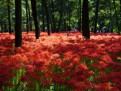 巾着田は今が盛りの曼珠沙華～涼しげな林の下に広がる一面の赤い絨毯は、ツートンカラーの不思議な美しさ。そのスケール感もはるかに想像以上です～