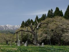 置賜桜回廊（ウォーキング編）