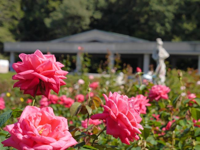 東京調布・神代植物公園「秋のバラフェスタ」を訪れて