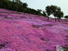 山肌が一面、ピンク色に染まる滝上町の芝ざくら