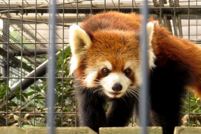 原産国でもないのにレッサーパンダ王国となってしまった日本にとって将来に渡る血統の管理は重大にして緊急の課題です。<br />特にここ数年繁殖に貢献してきた園はその貢献とは裏腹に同一血統ばかりが増える弊害ももたらしました。<br /><br />市川市動植物園・・・レッサーファンにとっては言わずと知れたレッサーパンダ飼育の名門。<br />この名門に久々に新しい血統の風を運んでくれるパンダがやってきました！！<br />お父さんが中国生まれで京都市動物園からお婿入りしてきたムギ君です。<br /><br />彼の新天地での様子を見たくて市川市動植物園を訪問しました。<br /><br /><br />これまでのレッサーパンダ旅行記はこちらからどうぞ→http://4travel.jp/travelogue/10652280