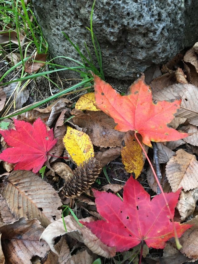 マイレージの期限が迫っていた為、急遽北海道へ行こうと決め、紅葉が見られるであろうとの期待を抱いて出発。<br />子供3人が成人し、やっと家事を心配せずに出かけられました。アラフィフの一人旅。<br />女満別空港を発着点に津別峠、美幌峠、屈斜路湖、オンネトー、知床ウトロをレンタカーで廻りました。