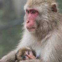 志賀高原の紅葉は今年は大幅遅れ、代わりに温泉猿を見に行こう