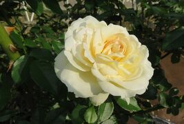 2016秋、鶴舞公園の秋薔薇と酔芙蓉(２/4)：ミケランジェロ、メルヘン・ケニギン、花房