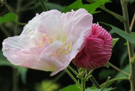 2016秋、鶴舞公園の秋薔薇と酔芙蓉(3/4)：酔芙蓉、千日紅、コムラサキ、金木犀