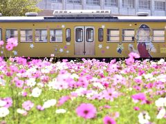 近江八幡・野田町に広がるコスモス畑を見に訪れてみた