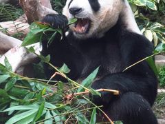 日帰りマカオ3★マカオ★パンダ見に石排湾郊野公園澳門大熊猫館へ！