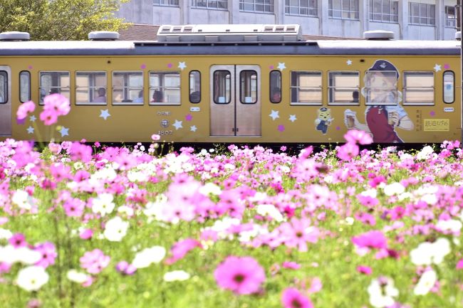 近江八幡・野田町に広がるコスモス畑の風景を探しに訪れてみました。