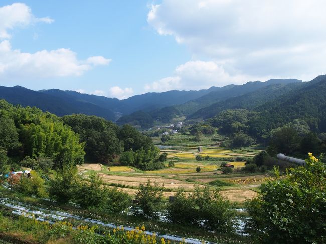 半年ぶりの奈良旅。<br />私自身はここ２年で５回目の訪れとなっています。<br /><br /><br />今年の母娘の旅は本当は広島を計画していたのですが、母が「山の辺の道を歩きたい」と言ったことから急遽予定を変更。<br /><br />奈良旅はいつも幼馴染と深夜バスで乗り込み貧乏旅＋過酷な旅をいかに楽しく過ごすかをモットーにしてきたのですが、母と一緒となるとそうもいきません。<br /><br />私の中で‘観光場所の新規開拓は友人とする’ことは譲れなかったので、『今まで行った場所＋α』で今回の旅のスケジュールを組みました。<br /><br /><br />１日目：飛鳥の遺跡群サイクリング<br />２日目：山の辺の道ハイキング<br />３日目：法隆寺見学＋大和郡山の町散策