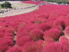 「国営ひたち海浜公園」のコキア、１シーズンに２度目の観賞です。今回は紅葉１００％！！