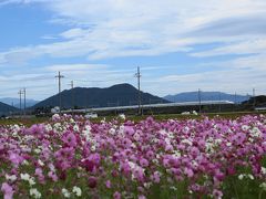 滋賀県のコスモス畑と鮎！でおなか一杯！