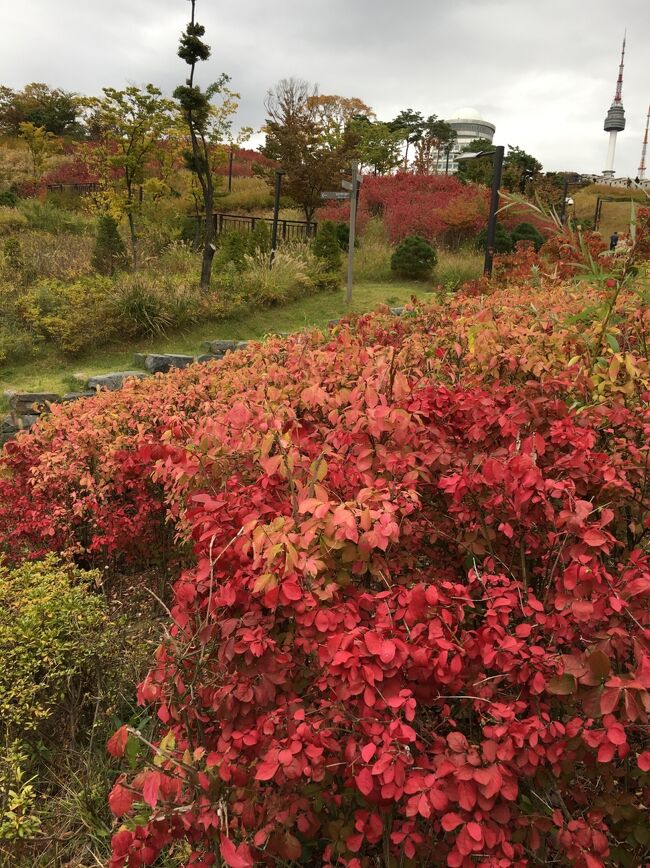 秋の醍醐味は・・<br />何と言っても紅葉ですョね～♪<br />真っ赤に染った景色に心は踊ります。<br />今日はまだちょっと早めな、ソウルの紅葉を探しに行きたいと思います。<br /><br />ソウル2日目です。<br /><br />ホテル目の前は南山公園。。。<br />窓から公園の紅葉が見えます。<br /><br />まずはここから・・<br />朝ごはんに行く途中で公園に寄ってソウルの秋を感じたいと思います。<br /><br />ヒルトンは閑静な場所にあるので、こんな楽しみもあるんですネ～<br />ちょっと不便な場所ですが、静寂なソウルも素敵です。<br /><br />そしてヒルトンにはもうひとつ『 Seven Luck Casino 』が併設されてます。<br />ヒルトンに泊まらなければ足を踏入れることはなかったcasinoです。<br />折角なので今夜は初casinoに挑戦しましょう。<br /><br />同じソウルでもホテルの場所によって、楽しみ方が色々あります。<br /><br /><br />サァー！<br />今日も元気に街歩き出発です (^-^)/<br /><br /><br />