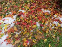 紅葉真っ盛りの札幌へ！残雪と紅葉を両方愛でる旅。