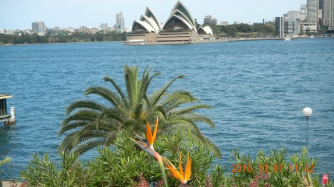 2013年のドイツ旅に続くマイルでの特典航空券利用旅、第二弾をシドニーにしました。実は昨年11月にフランス旅の予定だったのですが、例のテロの直後でしたので、それをキャンセルしシドニー便に変更しました。ビジネスクラスは空きが少なく取れたのが一年近く先、今年の10月でした。現地空港集合のランドオンリーツアーを申し込みましたので、シドニー市内観光と毎朝食と夕食2回付以外は3日間フリータイム。そのうち1日は自分の足で、ホテルのあるダーリングハーバーからハーバーブリッジの橋脚までウロウロ散策し、二日間を地元のツアー会社にメールで申し込みをしておきました。WEB得料金ですが内容は充実しており大正解でした。夕食他はスーパーマーケットで購入したので、飛行機での食事が一番豪華ということになりましたが、全て入れても20万円を切るお財布にやさしいツアーでした。シドニーの物価は高く感じました。レストランでビールが330MLくらいの瓶で8～9A$。ワインはスクリューキャップで1本50～60A$。因みに、アルコール飲料は日本のようにコンビニやスーパーマーケットでは売っていません。リカーショップのみです。それがなかなか探せませんでした。が、〈コールス〉というスーパーマーケットの中には別会計のリカーショップがありました。そこは品揃えも多く便利だと思いました。（ジョージストリートとキングストリートの交差点にあります。）<br />コンビニには軽食も売っていませんのでご注意です。<br />他の情報は口コミに投稿します。　　　　　　　　　　　　　　　　　　　