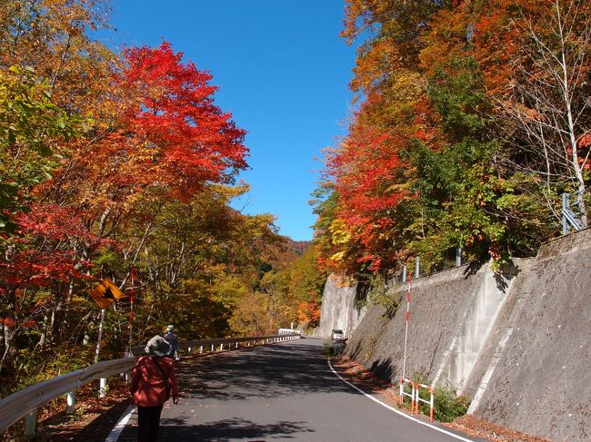「照葉(てりは)峡」は、利根川の支流木の根沢をさか登った所にあり、俳人の水原秋櫻子(みずはらしゅうおうし)が日本一の紅葉とうたった、みなかみ町の名勝です。関東の奥入瀬と称される渓流で、例年10月中旬に紅葉が色づき、秋櫻子が命名した「山彦の滝」や「つづみの滝」、「時雨の滝」など大小11の滝があり、水面に映える紅葉とあいまって素晴らしい景観を生み出しています。「奥利根水源の森」は、林野庁の「水源の森百選」にも選ばれている標高1,400メートルにある「森林生態保護地域」です。ブナの原生林が広がり、数多くの植物が息づく自然の森で、「ブナの森のみち」や「こもれびのみち」、「森林浴のみち」など、9つの遊歩道が整備されており、「ほほえみのみち」は車椅子でも大丈夫な、バリアフリーの道です。新緑の頃から紅葉の季節まで、気軽に自然散策を楽しめます。