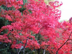 札幌の円山公園と北海道神宮で黄葉と紅葉を見る