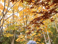 夢叶った北海道レッサーパンダ遠征（円山動物園）（２）小雨の中で一足早い紅葉散策も楽しんだ円山動物園