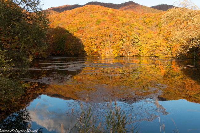 夕日に照らされる曲沢沼の紅葉が見たくて、そこを基準に時間計算し、のんびりお出かけ。<br />母成グリーンラインで色づいた山々を見ながら、姫沼を経由し、中津川渓谷へ。<br />中津川橋から見下ろす渓谷の紅葉もお見事。<br />初のレークラインを裏磐梯方面へ走りながら、左に秋元湖、右に小野川湖の小島なども紅葉に染まっていました。<br />曲沢沼に着いた時は丁度いいタイミング。<br />素晴らしい錦秋が広がっていました。<br /><br />