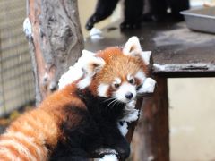 Hello！　レッサーパンダの赤ちゃん～茶色いやんちゃそうな雷雷（レイレイ）くんと白顔のおとなしそうな雲雲（ユンユン）ちゃん、旭山動物園にて