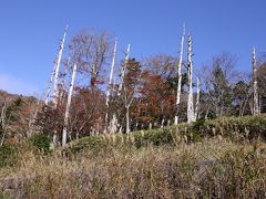 旅するイルカ♪　紅葉狩り　奈良県へ