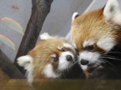 Hello！　レッサーパンダの赤ちゃん～ママとのリンゴ競争に負けるなベイビー、円山動物園にて