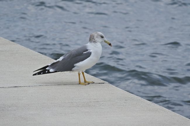 ダンナが宮古島の旅行以来突然カメラに興味を持ち始め、オフハウスで中古の小さめミラーレス一眼を買いました。<br />んじゃあ飛行機でも撮りにいくかと城南島海浜公園へ。<br />１０月末の吹きっさらしの公園は寒かったです。<br /><br />以下、私のスマホとダンナのカメラで撮った写真をごちゃまぜで公開。<br />カメラのアドバイスお願いします（笑）