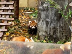 秋のレッサーパンダ紀行【１】 旭山動物園　秋を越え極寒？の旭山で今年生まれの雷雷君と雲雲ちゃんを出待ちです