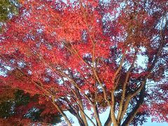 富士吉田もみじ祭り、山中湖「夕焼けの渚・紅葉まつり」