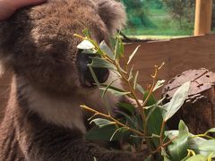 新婚旅行以来◯◯年ぶりのオーストラリアへ☆ペンギンパレードへ 前半