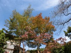 駅からハイキング　紅葉の御岳渓谷散策と橋めぐり