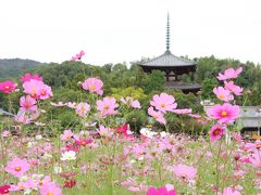 世界遺産をめぐる斑鳩の里ぶらぶら歩き