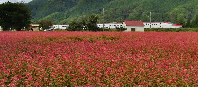 2016.10.10～16まで<br />１週間紅葉巡りの旅に<br />兄と２人で出掛け<br />裏磐梯、蔵王、山寺<br />小安峡、八幡平、十和田湖<br />奥入瀬渓流、八甲田山<br />鶴の舞橋と巡った。<br />今回は秋田の蕎麦畑と<br />あきたこまちを発表します。<br />