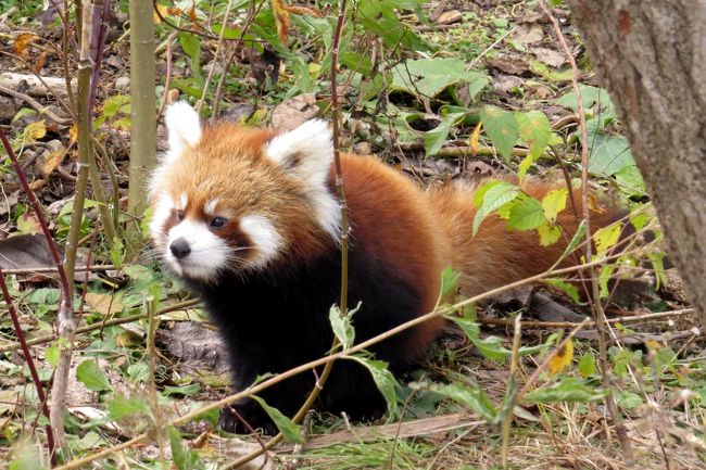 秋と言うよりかは初冬な感じの北海道遠征２園目は札幌市円山動物園です。<br />今のマルズの見どころはなんと言っても屋外放飼が始まった６月１５日生まれのギンちゃんとエイタ君の第１子のおチビちゃんです。<br /><br />７月にも非公開？体重測定で会ってはいるのですが、あの頃はまだ生後１ヶ月で物心も付いていないと言う感じでしたが、あれから３ヵ月が経ちおチビちゃんはとてもおしゃまでキュートになっていました。<br /><br />可愛い母娘の屋外放飼をご堪能くださいね。<br /><br /><br />これまでのレッサーパンダ旅行記はこちらからどうぞ→http://4travel.jp/travelogue/10652280