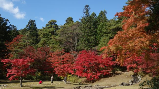 紅葉が見たくて平泉を訪れました。<br />まだ色づき始めだったものの、十分楽しめました。<br /><br />■日程<br />10月30日 大宮－一ノ関－平泉－猊鼻渓－一ノ関－大宮<br /><br />■新幹線時刻<br />10月30日 06:30 大宮－08:36 一ノ関 やまびこ41号<br />10月30日 18:37 一ノ関－20:46 大宮 やまびこ54号<br /><br />■費用<br />大宮－一ノ関 10,170円（グリーン：トクだ値35）（運賃:\4,420/特急料金等:\5,750）<br />一ノ関－大宮 8,440円（普通：トクだ値30）（運賃:\4,760/特急料金等:\3,680）<br />駅レンタカー 7,880円（免責補償込）（web割引10％）<br /><br />