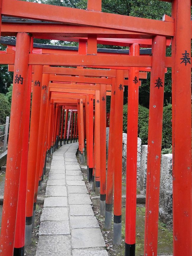 以前から神社やお寺に行くことが好きである。<br />最近、特に何だか好き度が増している気がしている。<br />そういうお年ごろなのであろうか。<br /><br />東京の神社めぐり開拓先の一つとして見つけた根津神社。<br />NETで調べたところ、私の好きな京都・伏見稲荷神社のように赤い鳥居がずらりと並んでいるという。<br />これは行ってみなければ!<br /><br />夕方17時近くに行ったため、写真の多くは、<br />陽がかげって肝試しのような暗い画ずらになっています(笑)。<br /><br />人も少なく穴場スポットでした。<br />とってもオススメです。<br />ぜひ行ってみてください♪<br /><br /><br />【旅程】2016年10月22日(土)日帰り<br /><br />【根津神社公式ホームページ】<br /> http://www.nedujinja.or.jp/<br /><br /><br />