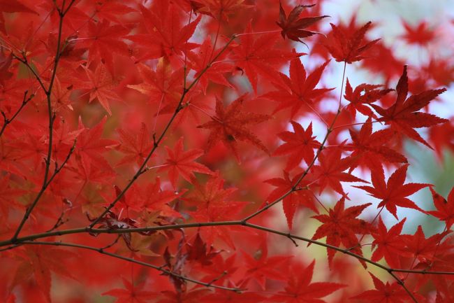 そろそろ紅葉の季節。<br />昨年の秋に京都へ行ってきたので、記憶のあるうちに旅行記を書いておこうと思います。<br /><br />しかし、2015年秋は天候の関係で全体的に紅葉はあまり綺麗でなかったという…。<br />紅葉の季節に京都に行くのは初めてにもかかわらず、なんという不運。<br />いや！それでもどこかに綺麗な紅葉はあるはず！！<br /><br />そういうわけで、紅葉を「探す」４日間になったのでした。
