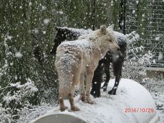 ジジババ旭山動物園へ