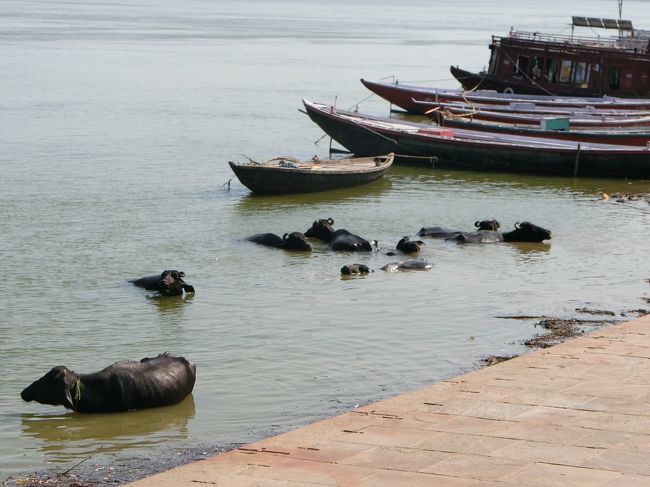 インドひとり旅、激闘編６　聖地の中心で真実を叫ぶ！（バラナシ）