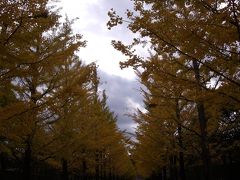 福島市：銀杏並木の黄葉・浄楽園の紅葉・高湯温泉で立ち寄り湯