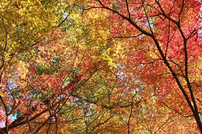 そろそろ紅葉の季節。<br />昨年の秋に京都へ行ってきたので、記憶のあるうちに旅行記を書いておこうと思います。<br /><br />しかし、2015年秋は天候の関係で全体的に紅葉はあまり綺麗でなかったという…。<br />紅葉の季節に京都に行くのは初めてにもかかわらず、なんという不運。<br />いや！それでもどこかに綺麗な紅葉はあるはず！！<br /><br />そういうわけで、紅葉を「探す」４日間になったのでした。<br />