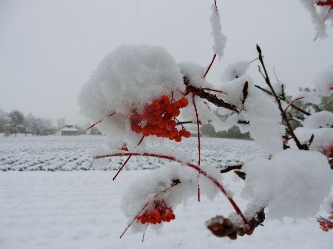 北海道　上富良野町～雪降る中、美術館とグルメで文化の日を過ごす！